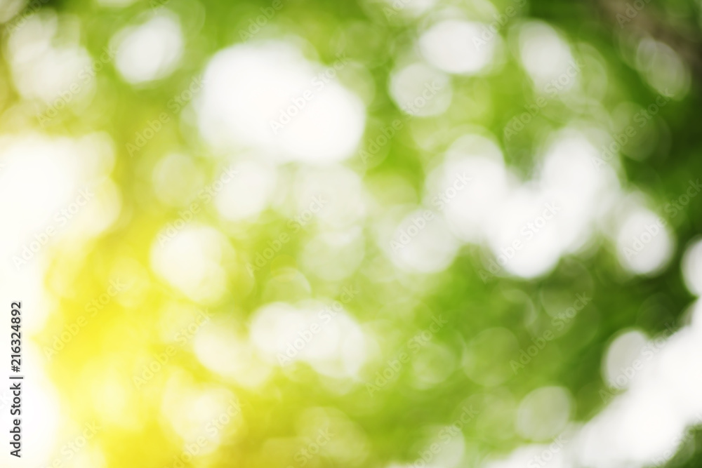 Fototapeta premium Beautiful blurred green foliage background in summer