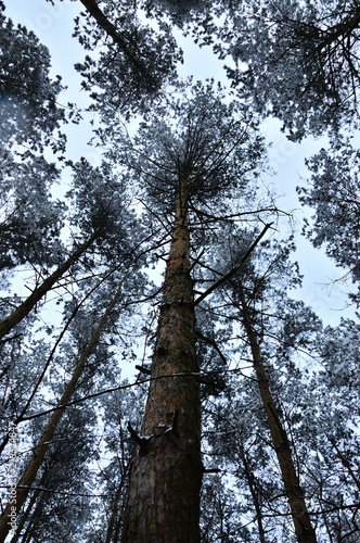 Fototapeta Naklejka Na Ścianę i Meble -  Zasypany śniegiem las w zimowy, ponury, pochmurny dzień.