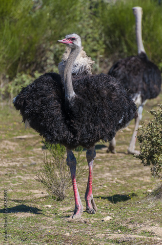 ostrich with long neck and huge legs in an ostrich breeding farm