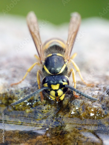 Common wasp (Vespula vulgaris) © dennisjacobsen