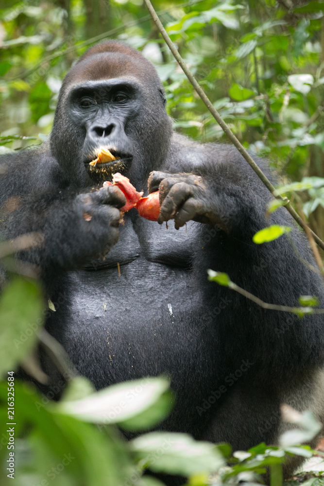 Obraz premium Western Lowland Gorilla - Gorilla gorilla Dzanga Sangha - Central African Republic