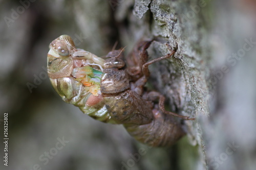 Macro shot of a molting cicada on an old pecan tree photo