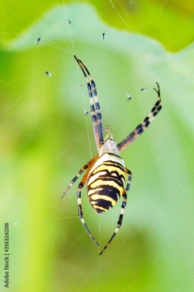 Wasp spider (Argiope bruennichi) on his web.