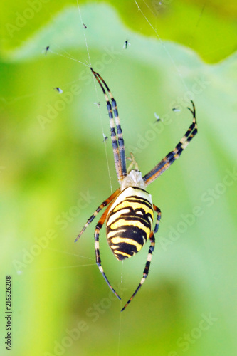 Obraz na płótnie Wasp spider (Argiope bruennichi) on his web. w salonie