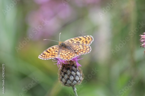 Macro