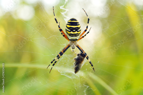 Wasp spider (Argiope bruennichi) on his web.