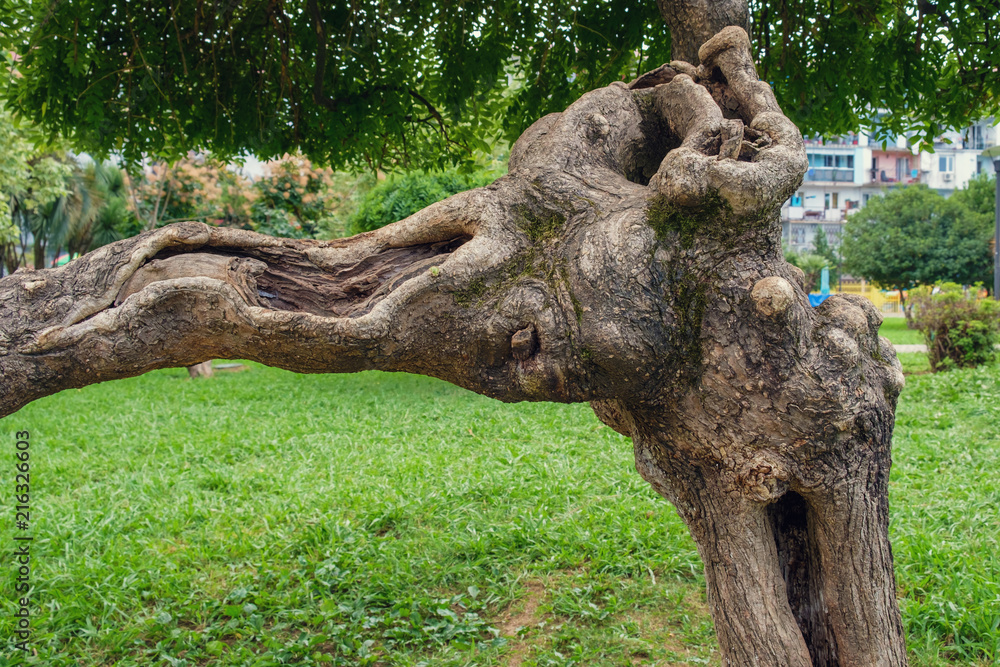 Twisted tropical tree Twisted tropical tree
