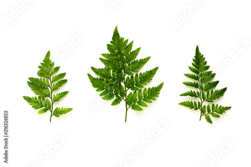 collection of green fern leaves isolated on white background © sema_srinouljan