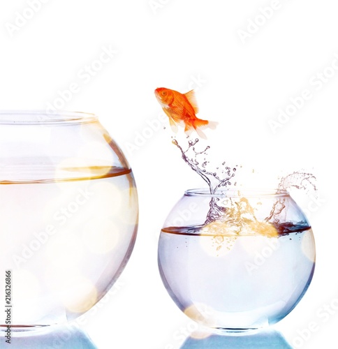 Goldfish Jumping to bigger aquarium