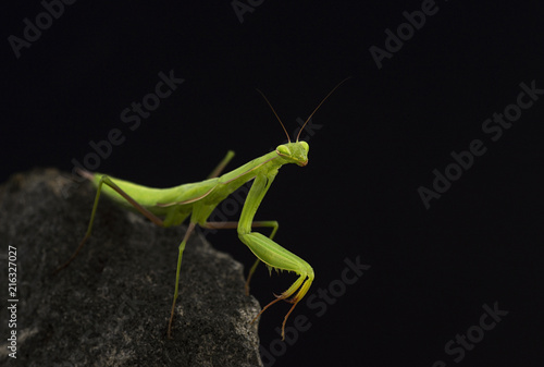 Close Up Of A Praying Mantis