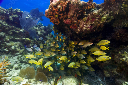A school of snapper are sheltering under the underside of a shallow coral outcrop in the Florida keys.  Their brilliant shiny yellow make them stand out against the background.