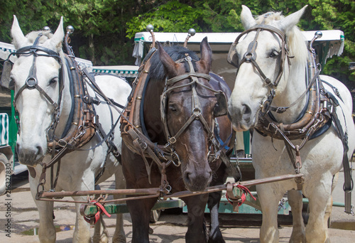 work horses on Mackinac Island