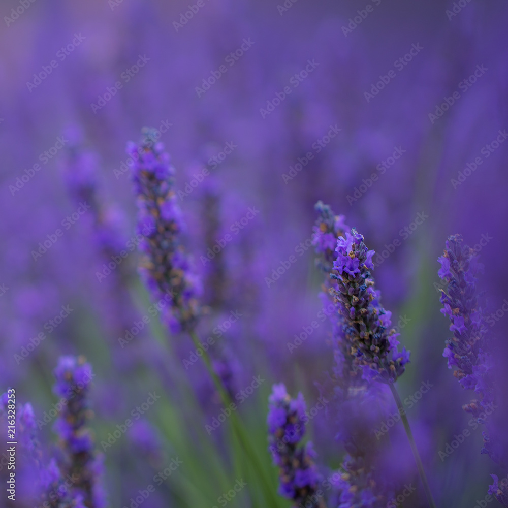 Campi di lavanda a Valensole in Francia, Provenza Campi di lavanda a Valensole in Francia, Provenza