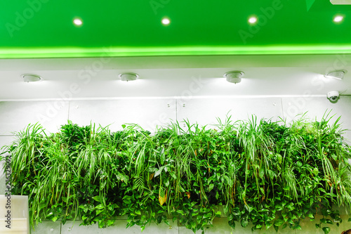 Green plants as decoration on the wall in office room photo