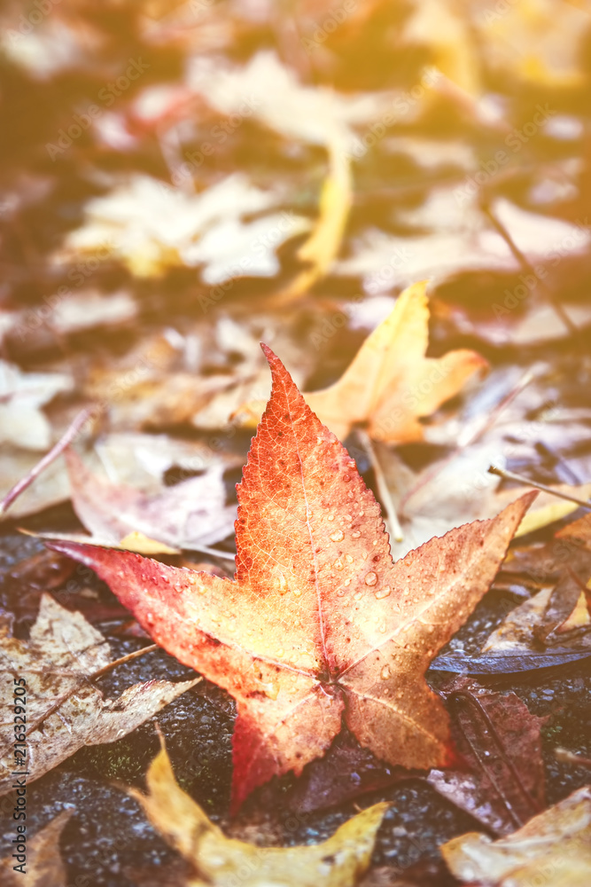 Close up of colorful autumn leaf lying on the ground next to more leaves wet by the rain and illuminated by sunlight on a cold and wet autumn day. Close up of colorful autumn leaf lying on the ground next to more leaves wet by the rain and illuminated by sunlight on a cold and wet autumn day.