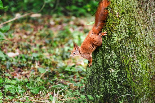 Curious squirrel in the summer park © EdNurg