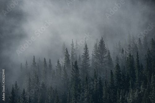 Foggy Forest © SEVENCIRCLESTUDIOS