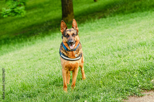 German Shepherd dog as a service dog walking in park