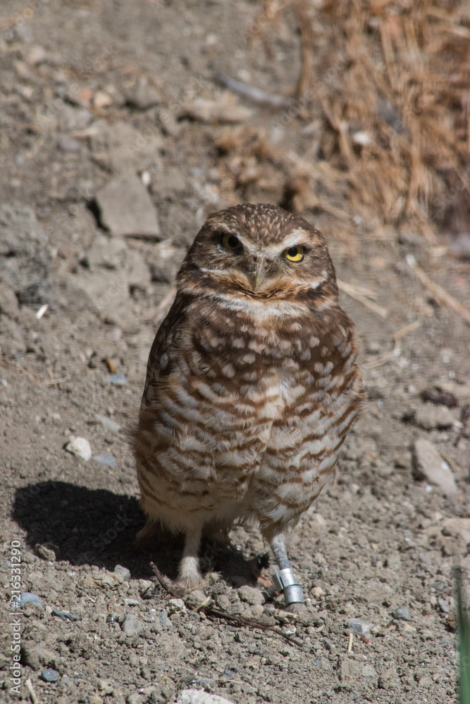 Burrowing Owl (Athene cunicularia) is a small, long legged owl found throughout North and South America. Burrowing Owl (Athene cunicularia) is a small, long legged owl found throughout North and South America.