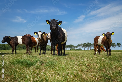 Herde Lakenvelder Rinder, holländische Rinderrasse