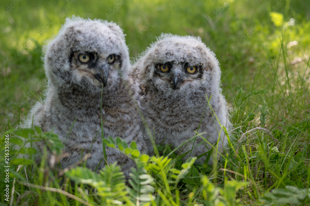 Φωτογραφία Baby Great Horned Owl (Bubo virginianus), also known as the tiger owl is a large owl native to the Americas