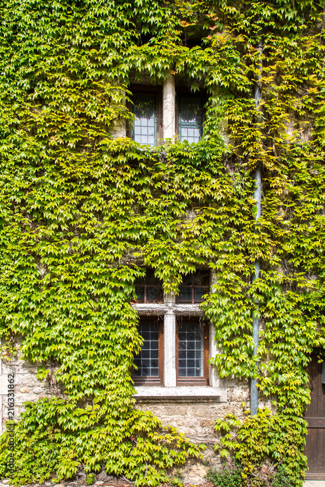 Leaded Glass Windows Obscured by Green Ivy in the Medieval Village of Perouges, France Leaded Glass Windows Obscured by Green Ivy in the Medieval Village of Perouges, France