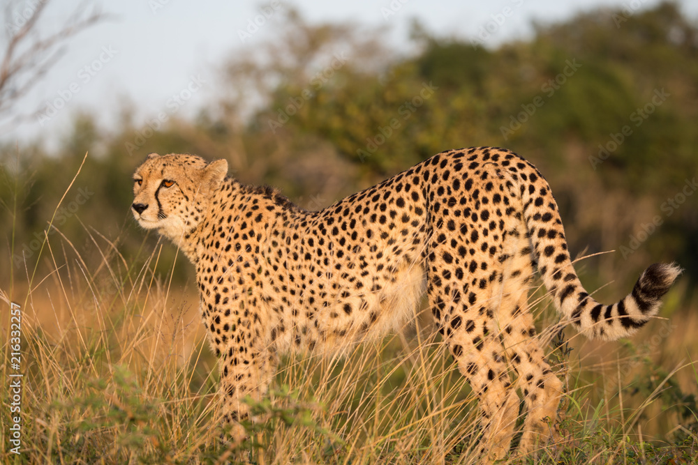 Obraz premium Cheetah stretching