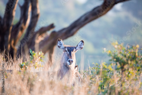 Photography Waterbuck Antelope