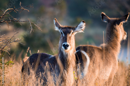 Photography water buck