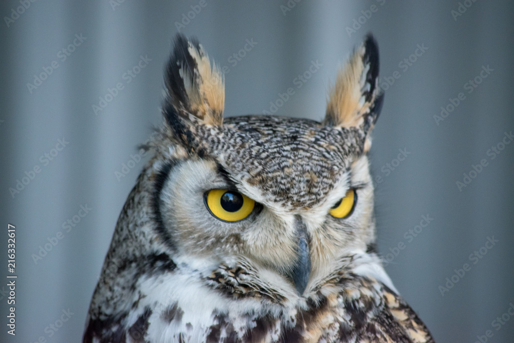 Fototapeta premium Great Horned Owl (Bubo virginianus), also known as the tiger owl is a large owl native to the Americas.