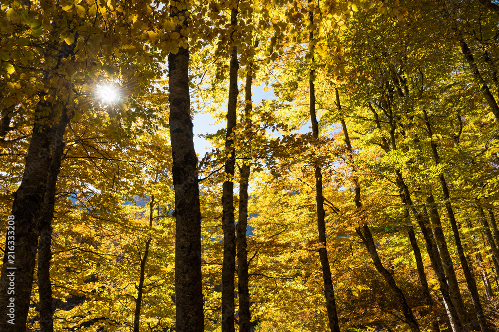 Fototapeta premium Autumn foliage