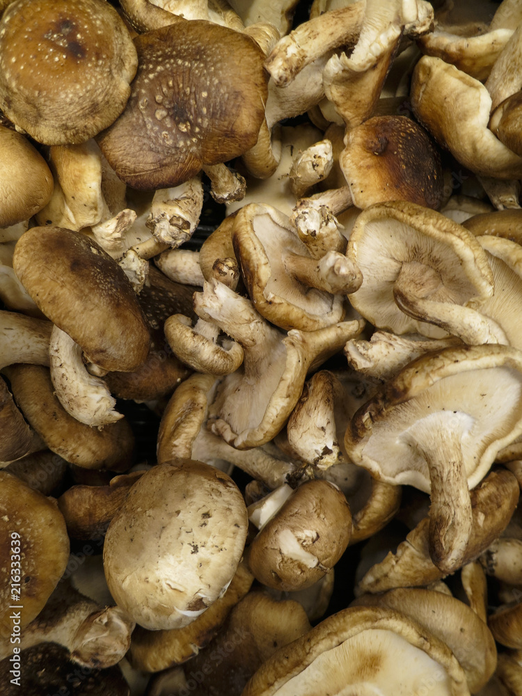 Freshly harvested edible mushrooms in a basket to cook with and eat after collecting in the forest Freshly harvested edible mushrooms in a basket to cook with and eat after collecting in the forest