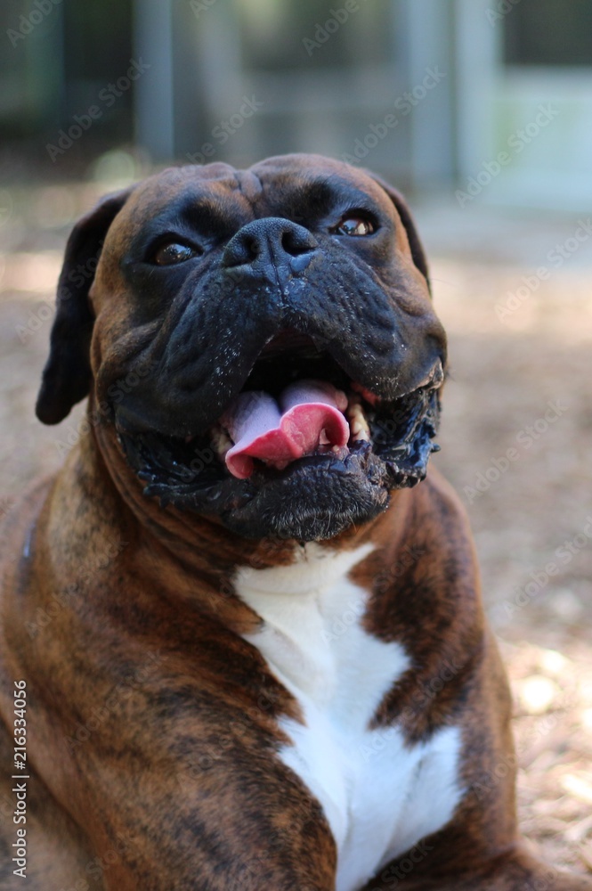 Boxer Dog Smiling Expressing Happiness 