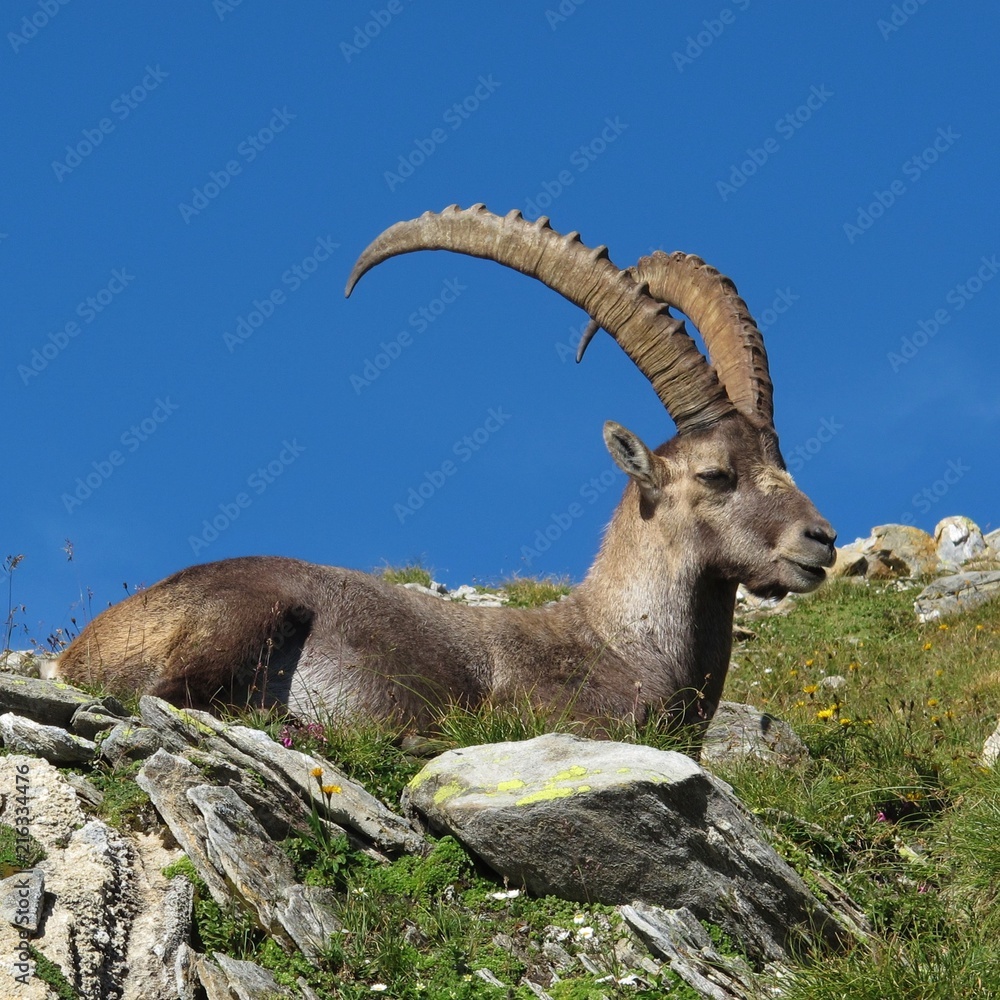 Another alpine ibex, because its one of my favorite animals.