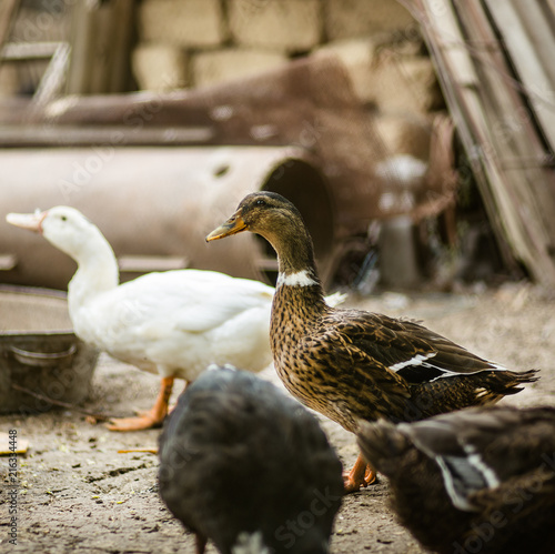 Ducks in the farmyard.