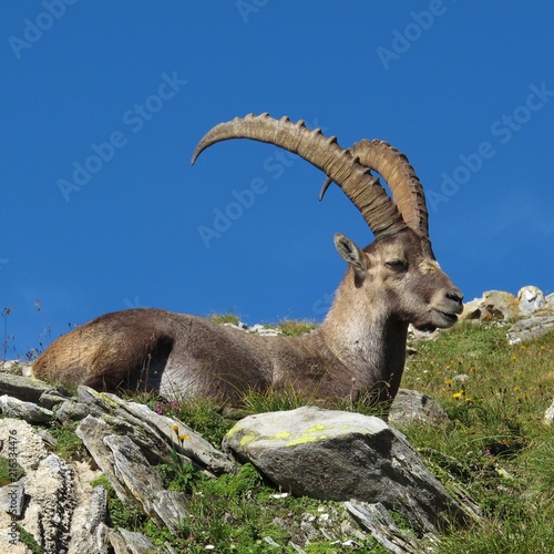 Another alpine ibex  because its one of my favorite animals.