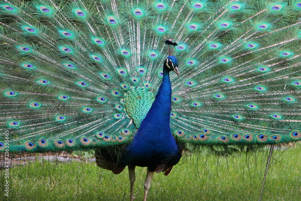 Obraz premium paon queue deployee