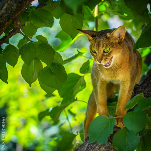 Felis catus demonstrates a bitter grunge sitting on an apple tree branch photo