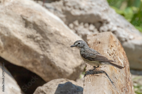 Plumbeous vireo at Capulin Spring in Sandia Mountains, New Mexico