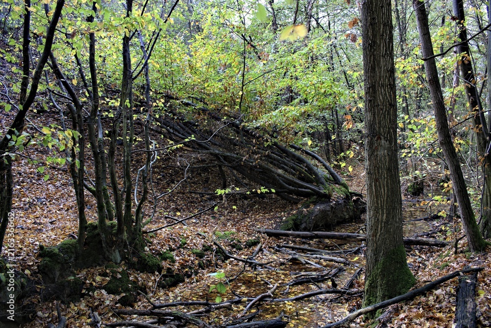 Natural autumn forest landscape, view of a ditch with water and old trees. Natural autumn forest landscape, view of a ditch with water and old trees.