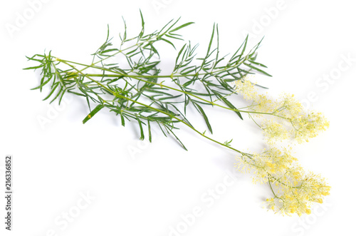 Thalictrum or Meadow-rue isolated on white background