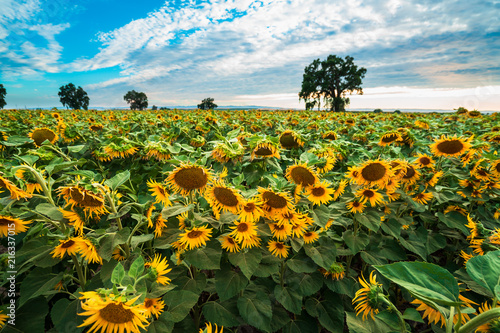 Sunflower Field at Sunset