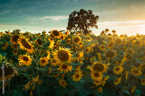 Sunflower Field at Sunset
