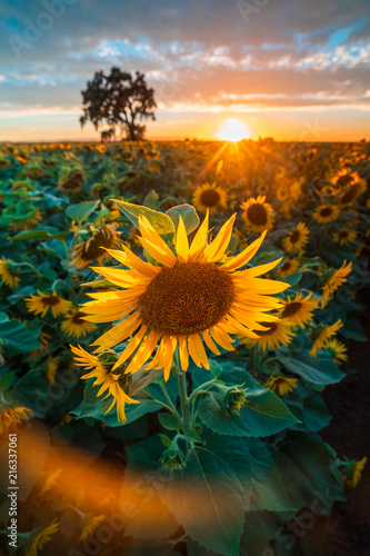 Sunflower Field at Sunset
