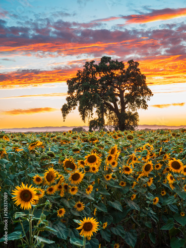Sunflower Field at Sunset