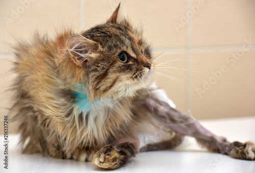 Sick cat who suffered an injury of the spine, causing his paralysis of one limb in diapers photo