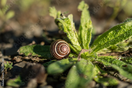 Snail shell on stony ground. Colorful shells of molluscs. photo