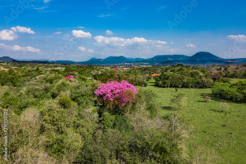 Aerial view of blooming lapacho trees in Paraguay. photo