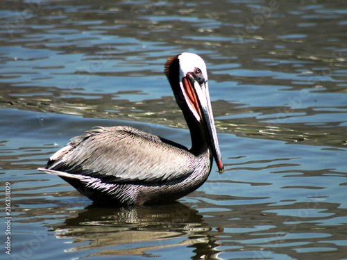 Brown pelican