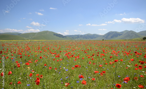 Umria, Italy, poppies field of Pian Grande in Castelluccio di Norcia with Monti Sibillini as background, in a sunny summer day